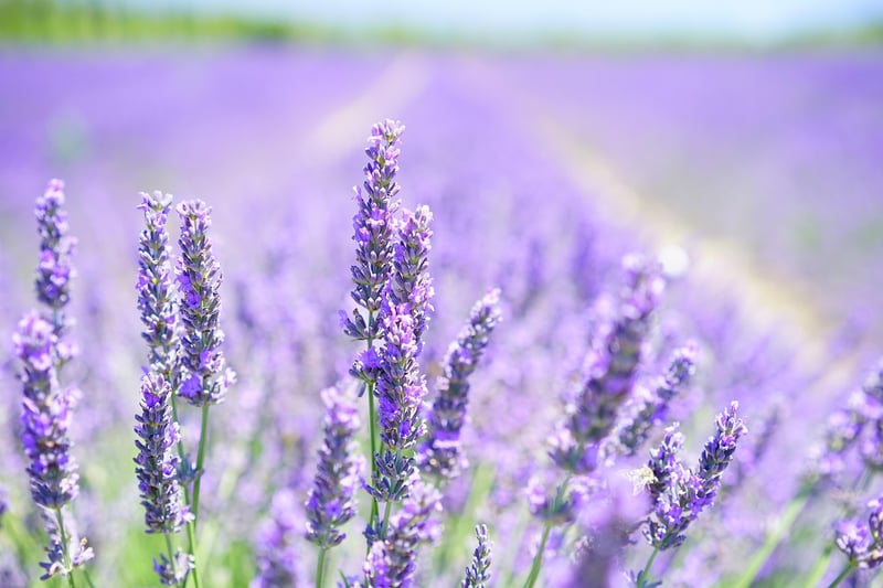 Growing Lavender